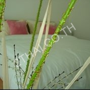 Suan Sawarn, พัทยา, จอมเทียน - photo, price, location map