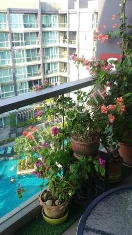 Apus Condominium, พัทยา, พัทยากลาง - photo, price, location map